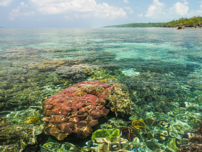 Maratua terumbu karang