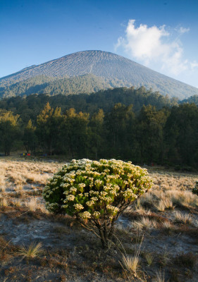 Kalimati semeru