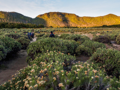 Tegal alun papandayan