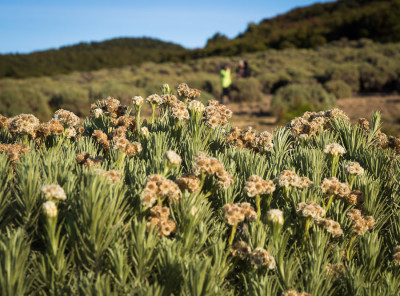 Tegal alun papandayan
