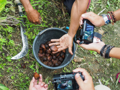 Agrowisata Salak Birus Tanjung Lesung