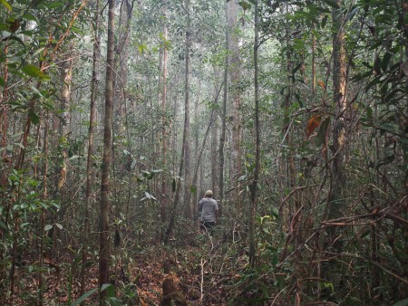 Hutan Taman Nasional Sebangau