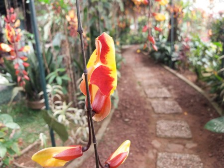 samsung J5 kamera front flash