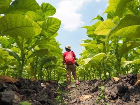 perkebunan tembakau di lombok