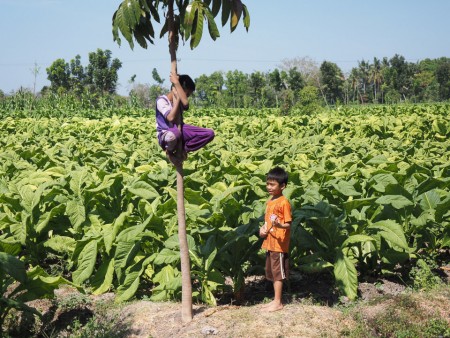 perkebunan tembakau di lombok