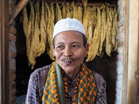 perkebunan tembakau di lombok