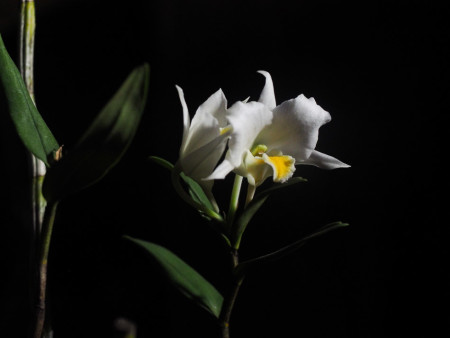 anggrek liar kalimantan kandangan