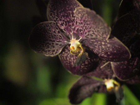 anggrek liar kalimantan kandangan